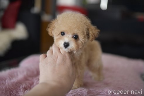 成約済の茨城県のタイニープードル-330678の2枚目