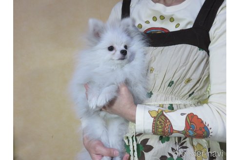 成約済の愛知県のポメラニアン-290128の4枚目
