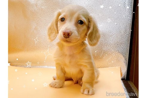 成約済の東京都のカニンヘンダックスフンド(ロングヘアード)-330691の2枚目