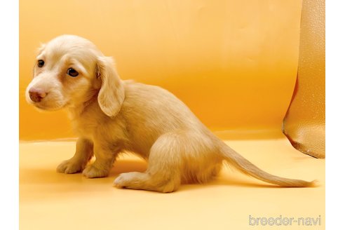 成約済の東京都のカニンヘンダックスフンド(ロングヘアード)-330691の3枚目