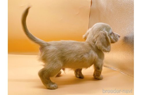 成約済の東京都のカニンヘンダックスフンド(ロングヘアード)-330691の5枚目