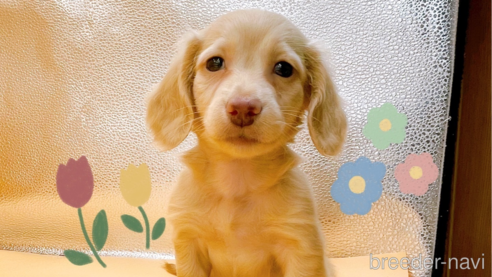 成約済の東京都のカニンヘンダックスフンド(ロングヘアード)-330691の1枚目