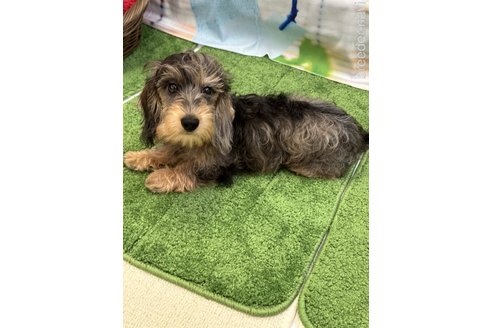 成約済の愛知県のカニンヘンダックスフンド(ワイヤーヘアード)-329594の4枚目