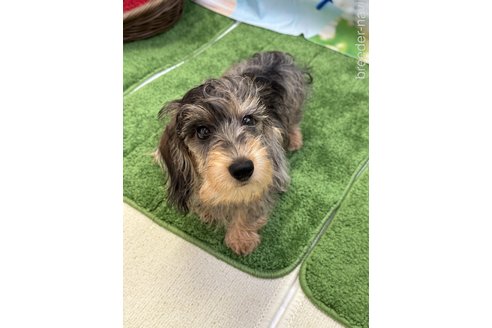 成約済の愛知県のカニンヘンダックスフンド(ワイヤーヘアード)-329594の3枚目