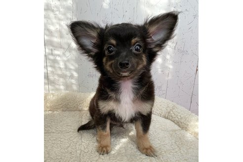 成約済の千葉県のミックス犬-318737の1枚目