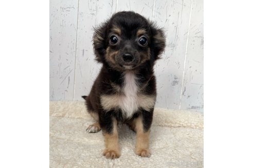 成約済の千葉県のミックス犬-318737の2枚目