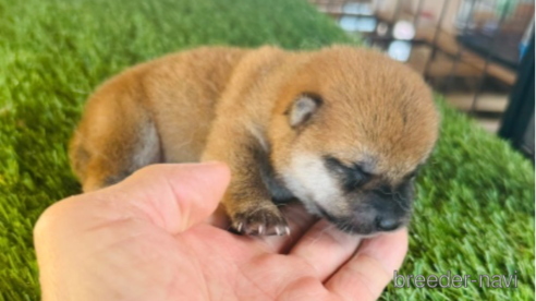 成約済の茨城県の豆柴-330717の12枚目