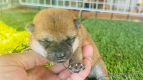 成約済の茨城県の豆柴-330717の11枚目