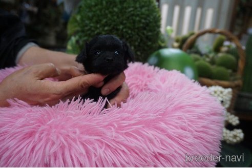 成約済の京都府のチワプー:チワワ×トイプードル-330721の5枚目