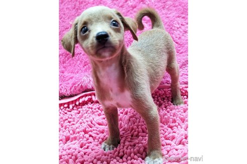 成約済の静岡県のミックス犬-330729の1枚目