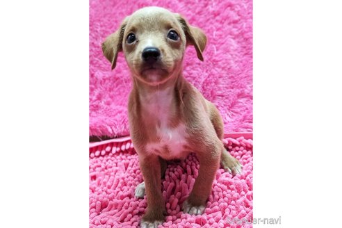 成約済の静岡県のミックス犬-330729の5枚目