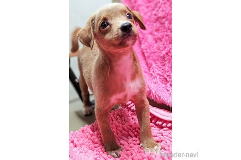 成約済の静岡県のミックス犬-330729の4枚目