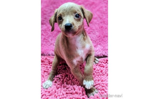 成約済の静岡県のミックス犬-330729の3枚目