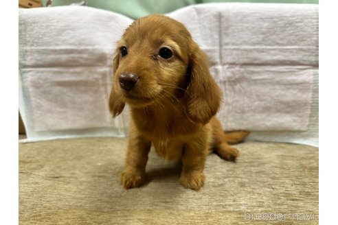 成約済の熊本県のミニチュアダックスフンド(ロングヘアード)-324700の2枚目