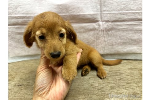 成約済の熊本県のミニチュアダックスフンド(ロングヘアード)-324693の2枚目