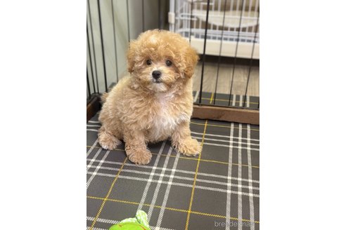 成約済の埼玉県のビションプー:ビションフリーゼ×トイプードル-325746の7枚目