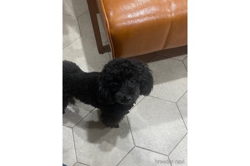 マカプゥちゃん1枚目