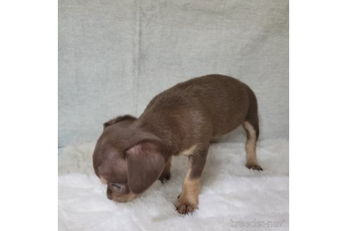 成約済の神奈川県のチワックス:チワワ×ミニチュアダックスフンド-330801の8枚目
