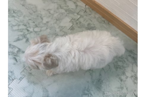 成約済の香川県のマルチーズ-326653の9枚目