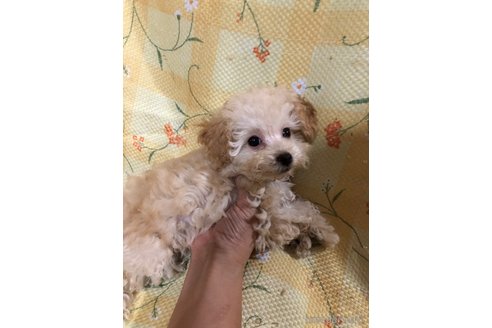 成約済の兵庫県のトイプードル-325363の2枚目