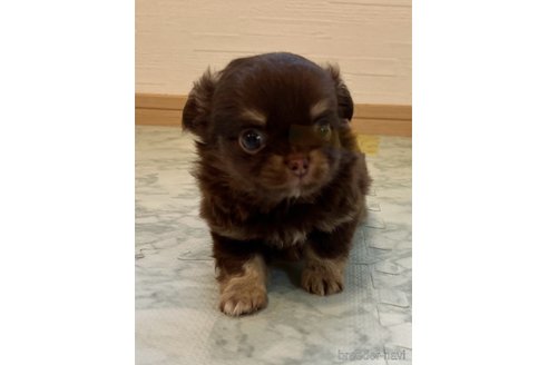 成約済の香川県のチワワ(ロングコート)-327924の1枚目