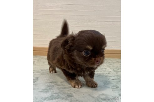 成約済の香川県のチワワ(ロングコート)-327924の6枚目