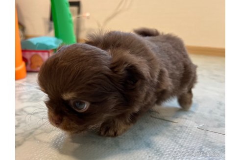 成約済の香川県のチワワ(ロングコート)-327924の9枚目