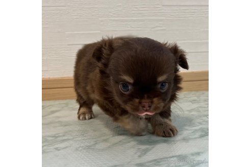 成約済の香川県のチワワ(ロングコート)-327924の7枚目