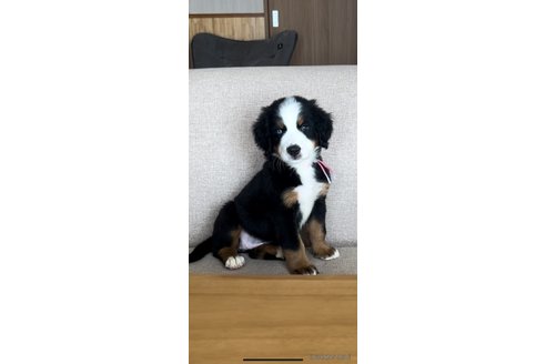 成約済の佐賀県のバーニーズマウンテンドッグ-330865の2枚目