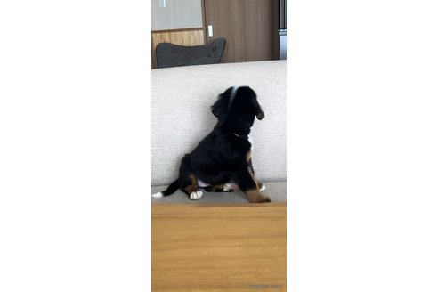 成約済の佐賀県のバーニーズマウンテンドッグ-330865の4枚目
