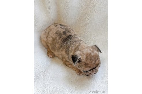 成約済の山口県のフレンチブルドッグ-330872の18枚目