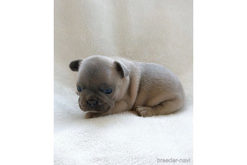 成約済の山口県のフレンチブルドッグ-330875の11枚目
