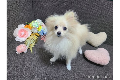 成約済の東京都のミックス犬-312790の13枚目