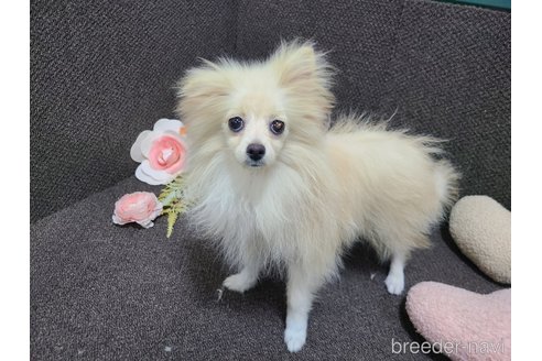 成約済の東京都のミックス犬-312790の14枚目
