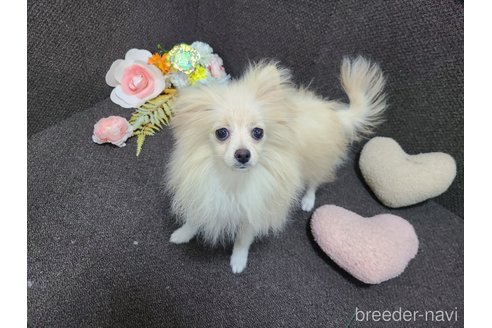 成約済の東京都のミックス犬-312790の15枚目