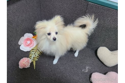 成約済の東京都のミックス犬-312790の16枚目