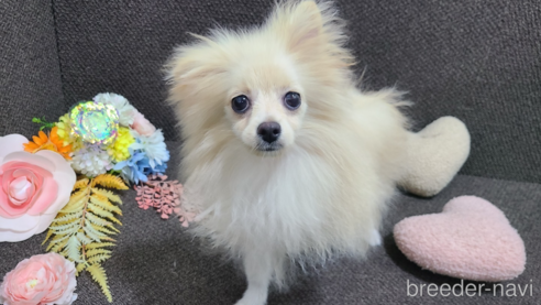 成約済の東京都のミックス犬-312790の12枚目