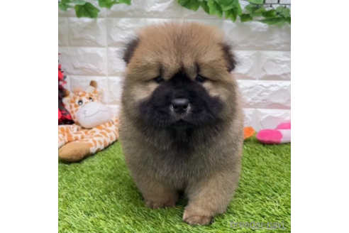 成約済の愛知県のチャウチャウ-328554の1枚目