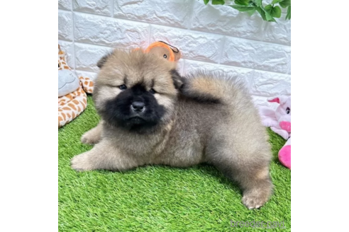 成約済の愛知県のチャウチャウ-328554の2枚目