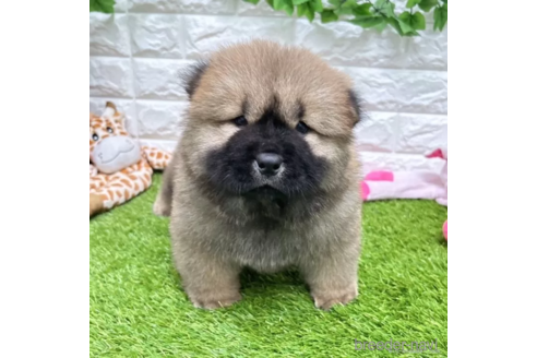 成約済の愛知県のチャウチャウ-328554の3枚目