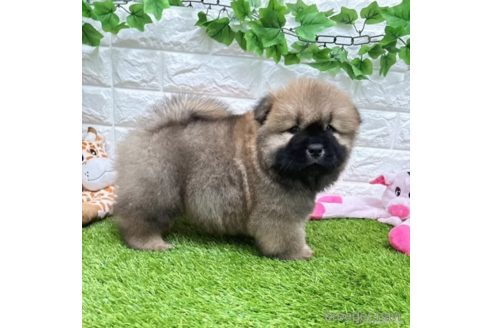 成約済の愛知県のチャウチャウ-328554の4枚目