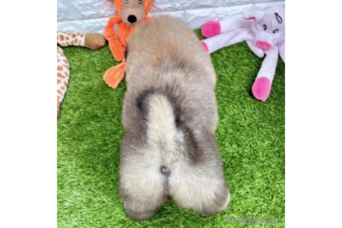 成約済の愛知県のチャウチャウ-328554の5枚目