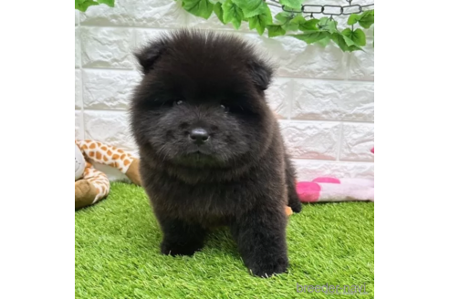 成約済の愛知県のチャウチャウ-328606の3枚目
