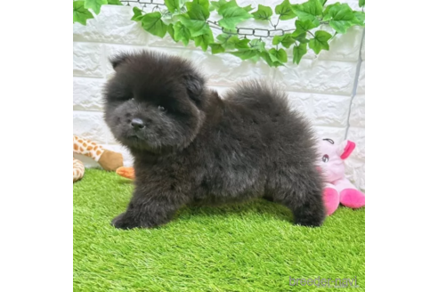 成約済の愛知県のチャウチャウ-328606の5枚目
