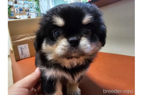 成約済の愛知県のミックス犬-330931の8枚目