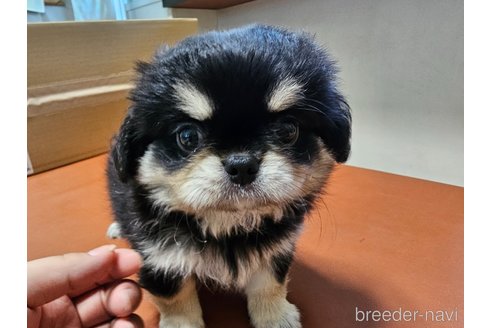 成約済の愛知県のミックス犬-330931の5枚目