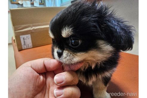 成約済の愛知県のミックス犬-330931の6枚目