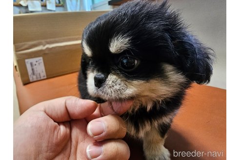 成約済の愛知県のミックス犬-330931の7枚目