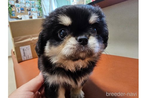 成約済の愛知県のミックス犬-330931の2枚目