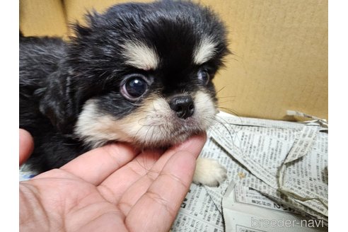 成約済の愛知県のミックス犬-330931の3枚目
